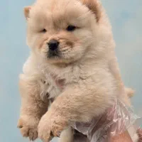 سگ چاو چاو تنبل دوستداشتنی زیبا|سگ|کرج, فاز ۱ مهرشهر|دیوار