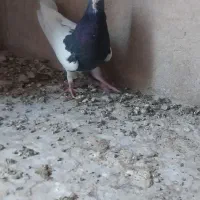 کفتر کبوتر طوقی سه بر قفل|پرنده|شیراز, پارک کوهستانی بوستان|دیوار