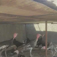 بوقلمون|حیوانات مزرعه|اهواز, سیصد دستگاه|دیوار