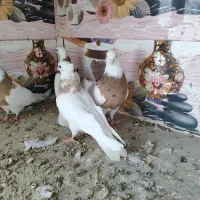 ۴ عدد طوقی لیمویی خال سیاه