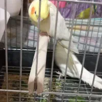 جفت عروس هلندی لوتینو|پرنده|امیدیه, |دیوار