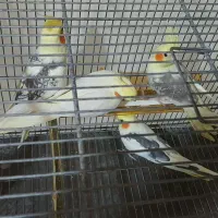 عروس هلندی|پرنده|علیآباد کتول, |دیوار