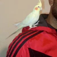 عروس هلندی ۵ماهه|پرنده|نسیمشهر, |دیوار