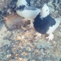 طوقی|پرنده|سامان, |دیوار