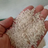برنج شیرآباد