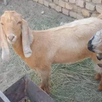 برو|حیوانات مزرعه|زابل, |دیوار