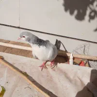 بدرنگ نر|پرنده|اقبالیه, |دیوار