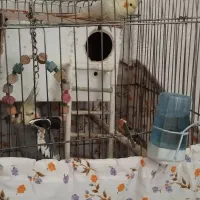 یک جفت عروس هلندی با قفس و لونه