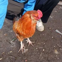 فروش خروس  با مرغ