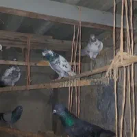 تعدادی کبوتر ب فروش میرسد|پرنده|بندر ترکمن, |دیوار