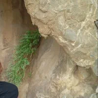 آویش شیرازی( کوهی درجه۱ امسالی)