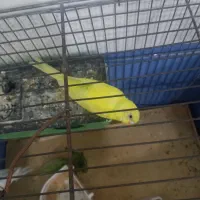 پرنده|حراج|نسیم‌شهر, |دیوار