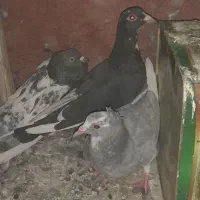 سه کفتر معافظه