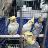 عروس هلندی