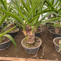 یوکا بنسای ( درختچه یوکا )|گل و گیاه طبیعی|تهران, مجیدآباد|دیوار