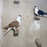 ساده کاکلی