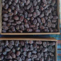 خرمای خرمای مضافتی کلوته ومرداسنگ سوپر لوکس|عمده‌فروشی|تهران, حر|دیوار