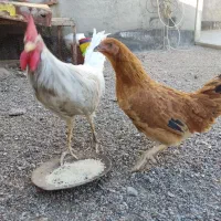 خروس و مرغ تاقچه