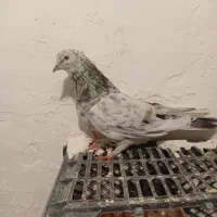 کفتر سرور