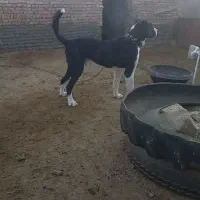 سگ ج|سگ|گرگان, |دیوار