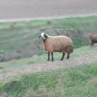 قوچ|حیوانات مزرعه|قشلاق دشت, |دیوار