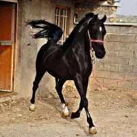 اسب عرب مصری