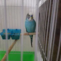 مرغ عشق جوان با ۷ تا تخم|پرنده|قم, حاج زینل|دیوار