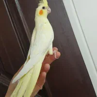 عروس‌هلندی رام ماده