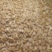 گندم|خوردنی و آشامیدنی|فیروزآباد (فارس), |دیوار