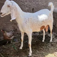 گوسفند ماده