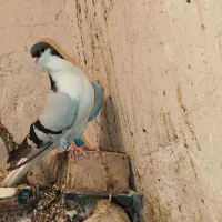 جفت شیرازی معاوضه با قناری بخون