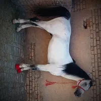 فروش اسب نریون