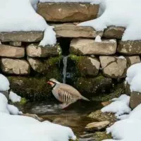 نیرو کاری میخوام تو کافه رستوران کمربندی چنارستان