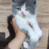 گربه خوشگل اصیل