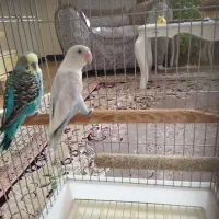 طوطی برزیلی ماده