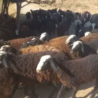 تعداد ۱۰۰رس بره ماده اصیل شال همه یک دست|حیوانات مزرعه|شال, |دیوار