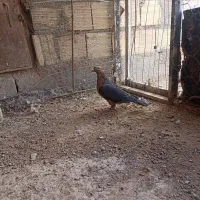 پرنده فروشی|پرنده|بیرجند, |دیوار