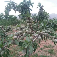 فروش نهال های پاکوتاه اصلاح شده|خدمات باغبانی و درختکاری|ملکان, |دیوار