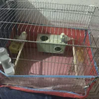 مرغ عشق رنگین کمانی با قفس و همه وسایل