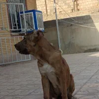 سگ افغان|سگ|کرمان, |دیوار