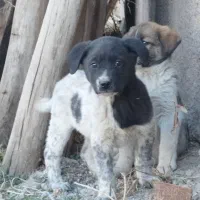 واگزاری توله قدرجونی 2 ماهه