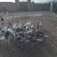 بوقلمون محلی