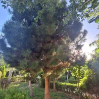 2400-متر-باغ-ویلا-مشابه-بهشت