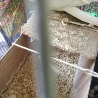 یک جفت عروس هلندی سخنگو با تخم و قفس بزرگ|پرنده|مشهد, انقلاب|دیوار