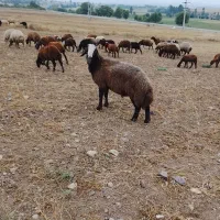 قوچ|حیوانات مزرعه|اردبیل, |دیوار
