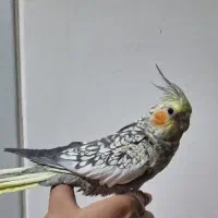 عروس هلندی|پرنده|شیراز, شاهچراغ|دیوار
