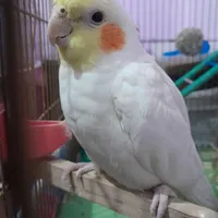 گمشده