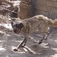 سگ سرابی برای نسل کشی
