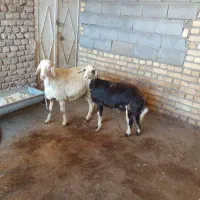 بره‌‌ نژاد‌دار‌ باب‌قوچ‌