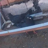 کبوتر جفت ضرب